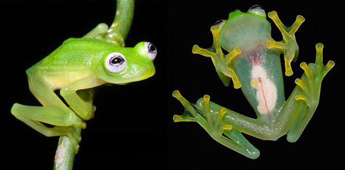 Descubren una nueva especie de "rana de cristal" Costa Rica